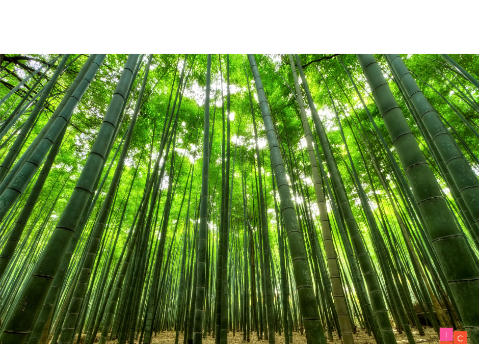 The Story of The Chinese Bamboo Tree